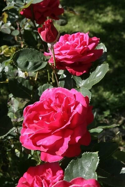 Rambler Roses ( OLIVET )