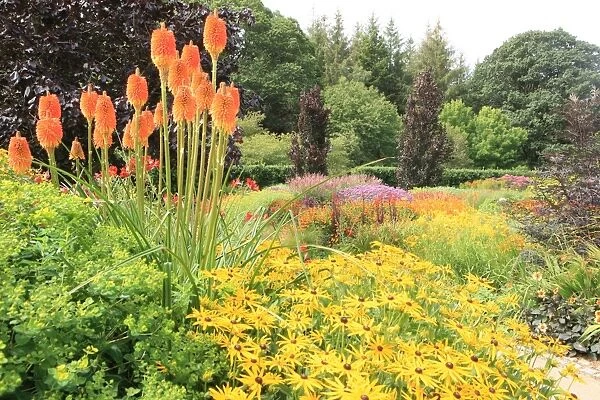 Rosemoor. The Vibrant hot colours in one of the gardens at Rosemoor in