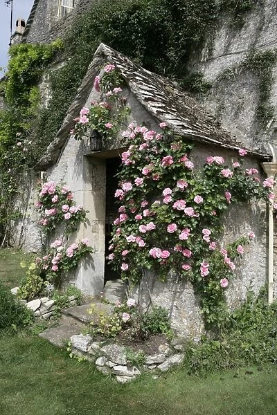 Roses around a door way of an old Farmhouse in the cotswold hamlet of Calmsden