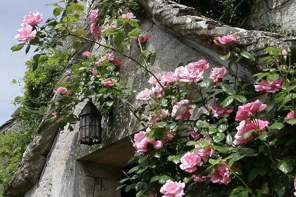 Roses around a door way of an old Farmhouse in the cotswold hamlet of Calmsden