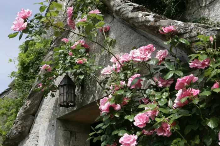 Framed Print : Roses around a door way of an old Farmhouse in the cotswold hamlet of Calmsden