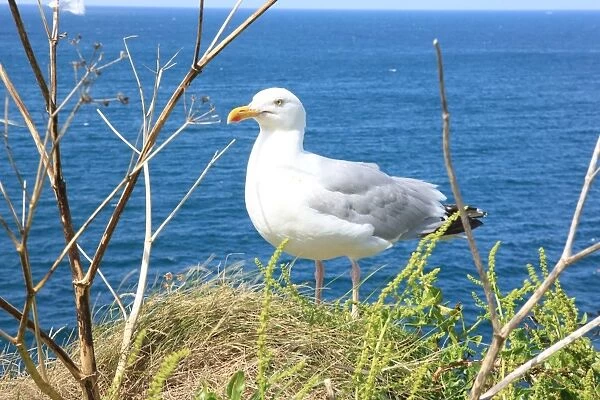 A Sea Gull at Port Isaac or Port Wenn
