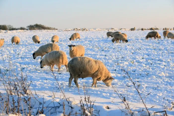 Framed Print : Sheep in a field covered in snow near Burford on cold winters day Framed Print : Sheep in a field covered in snow near Burford on cold winters day