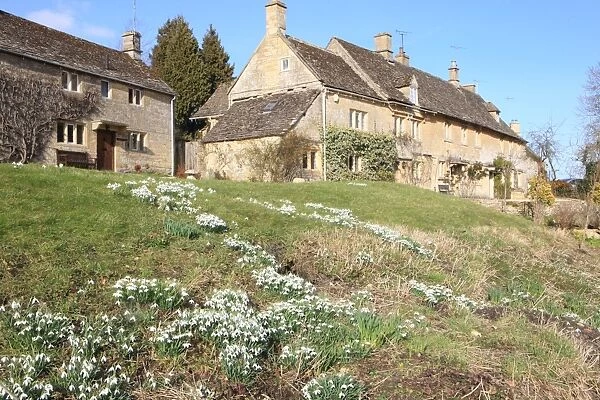 Snowdrops on hillside in a Cotswold hamlet of Barrington Gloucestershire