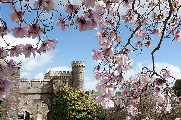 Spring Time at Caerhays Castle with its Magnolias and Camellias. 2