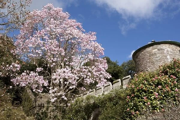 Spring Time at Caerhays Castle with its Magnolias and Camellias