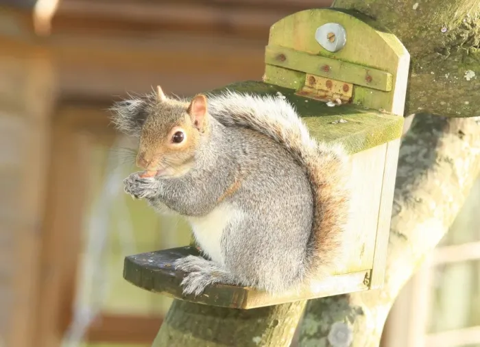 Framed Print : Squirrel. A squirrel in the garden at Garden Cottage Looe
