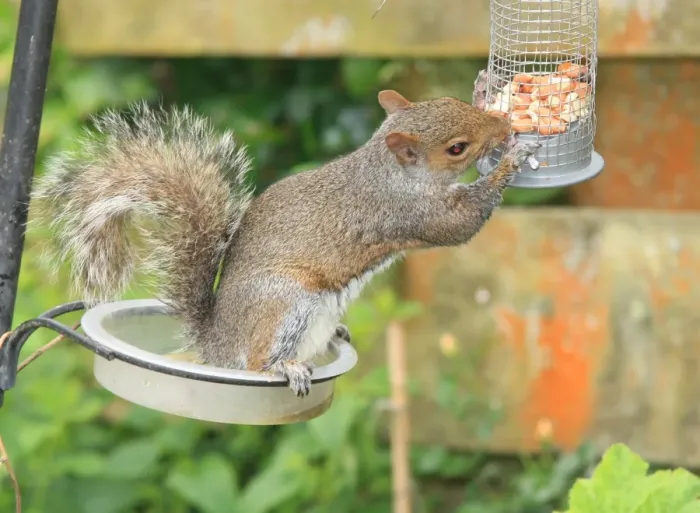 Framed Print : Squirrel. A squirrel in the garden at Garden Cottage Looe