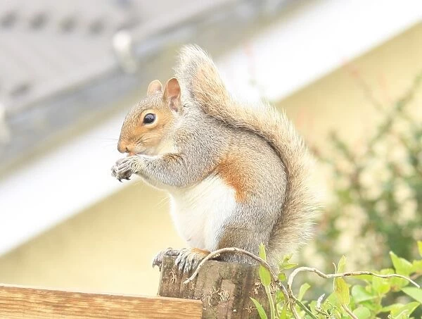 Squirrel. A squirrel in the garden at Garden Cottage Looe