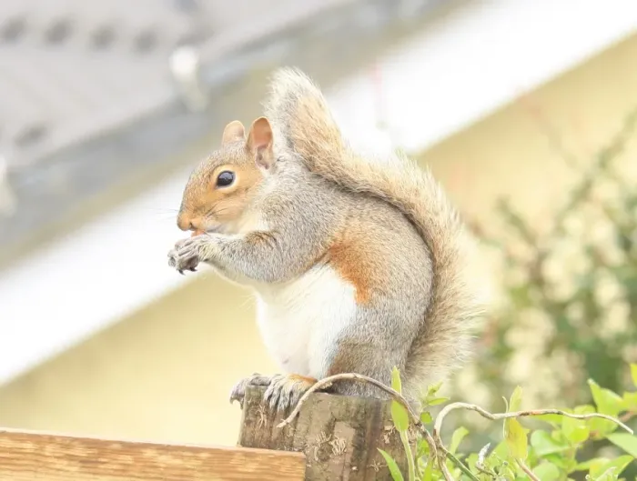 Framed Print : Squirrel. A squirrel in the garden at Garden Cottage Looe Framed Print : Squirrel. A squirrel in the garden at Garden Cottage Looe