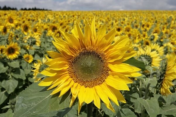 Sunflowers. A field of sunflowers in the Cotswolds England UK