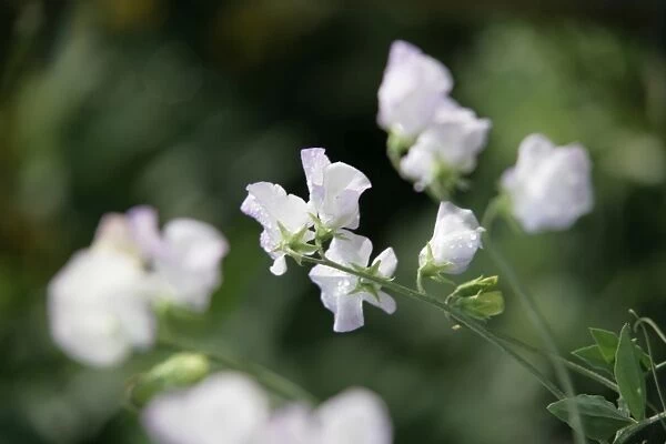 Sweet peas. Sweet pea flowers in a cottage garden in the cotswolds