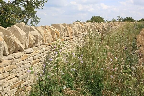 Walling. New cotswold stone wall on Leckhampton Hill near Cheltenham