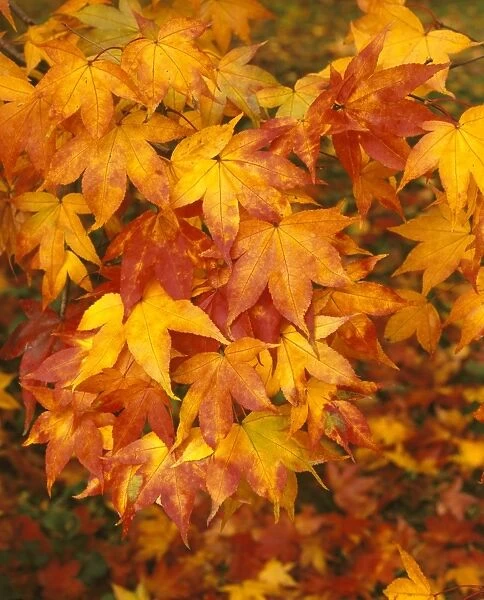 WESTONBIRT. The Autumn Colours at Westonbirt Arboretum Gloucestershire