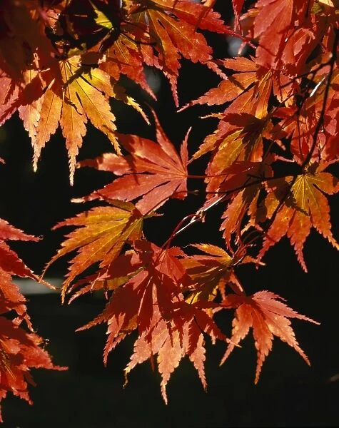 Westonbirt. The Autumn Colours at Westonbirt Arboretum in Gloucestershire