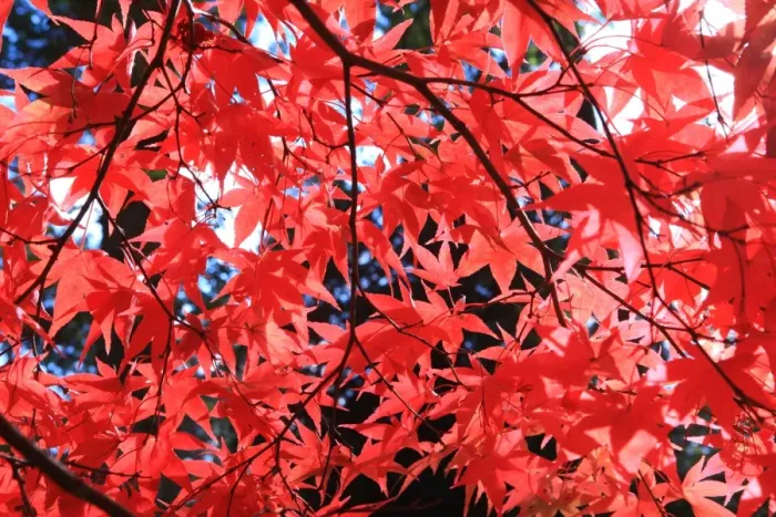 Framed Print : Westonbirt