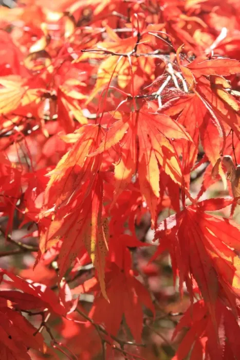 Framed Print : Westonbirt