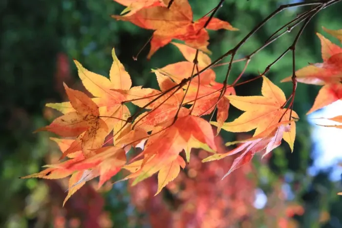 Framed Print : Westonbirt