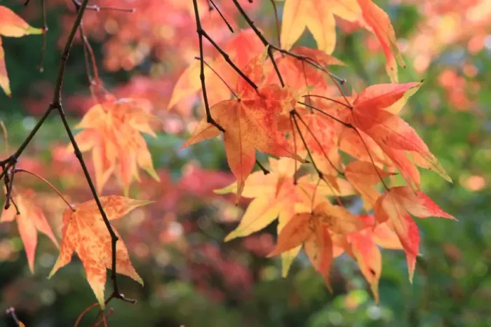 Framed Print : Westonbirt
