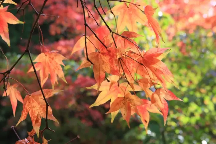 Framed Print : Westonbirt