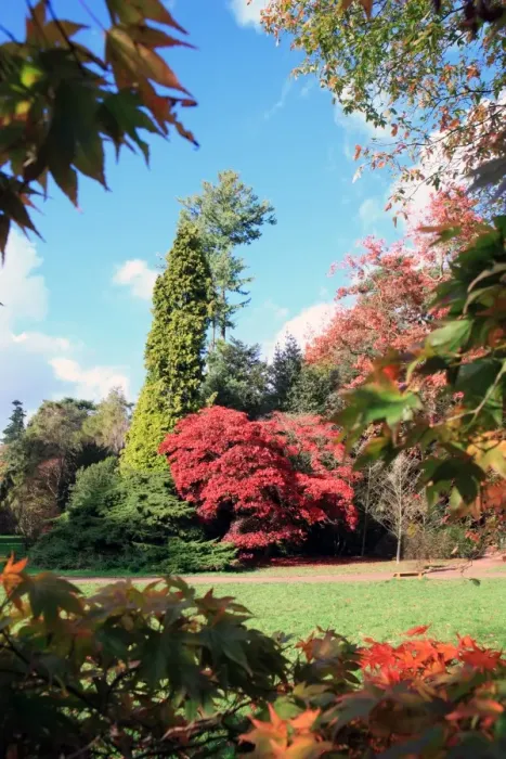 Framed Print : Westonbirt