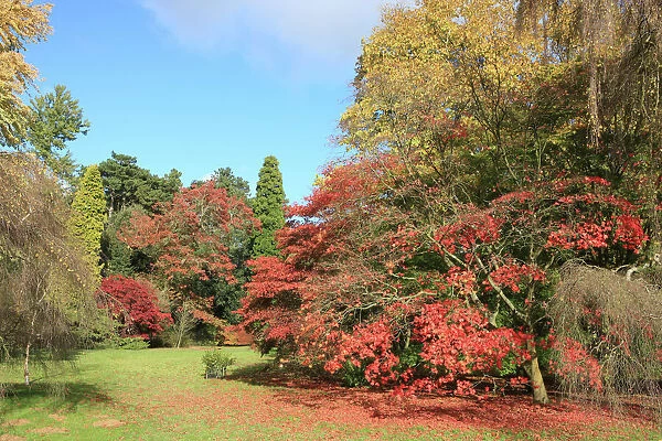 Westonbirt. The Autumn colour at Westonbirt Arboretum in Gloucestershire