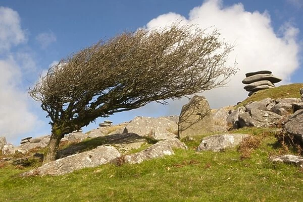 Windswept stones on Bodmin Moor 2