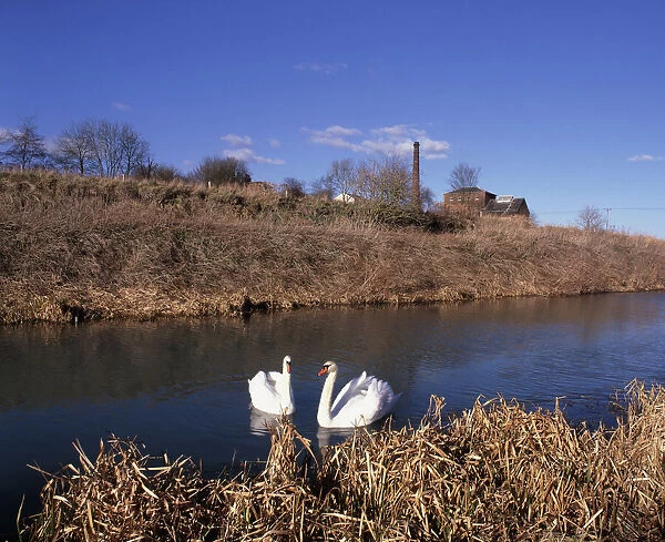A Winters Day. Swans on the Kennet and Avon Canal below the Crofton Pumping