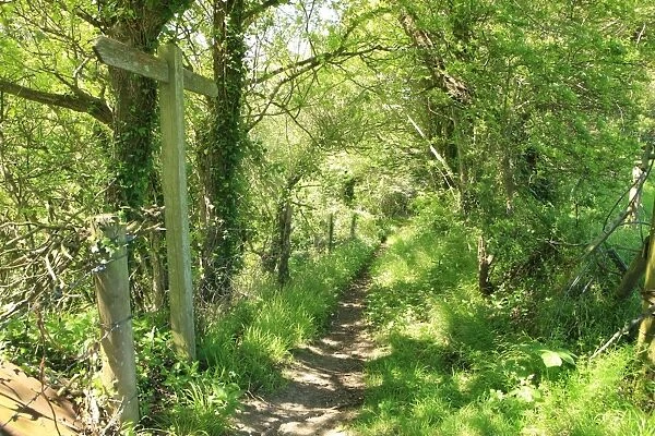 Woodland path. A footpath through wood in South Deven near Lyme Regis