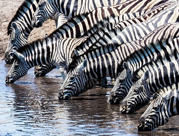 Zebras at a waterhole in Etosha National Park, Namibia