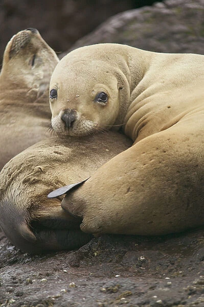 Argentina, Patagonia, Puerto Deseado (Port Desire), Ria Deseado natural reserve, South American sea lions (Otaria flavescens) lying on rocks