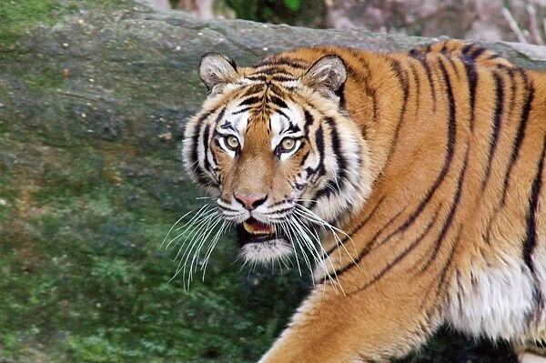 Siberian Tiger. Panthera Tigris. Europe. Italy. Zoo. Bioparco of Rome