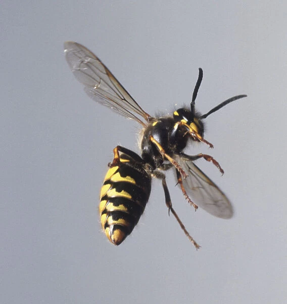 Wasp (Vespula vulgaris), in flight