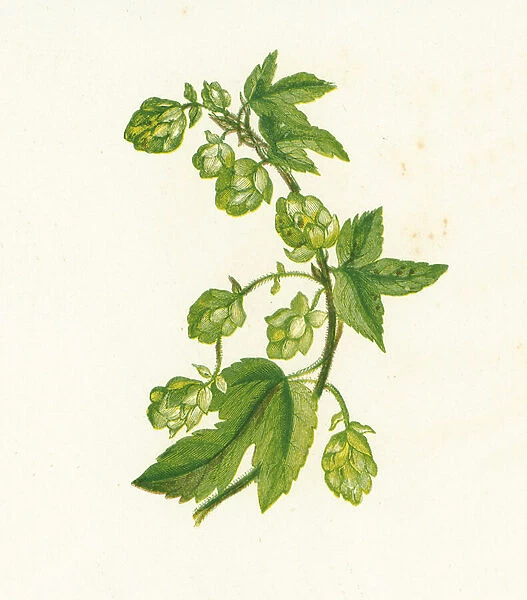 Common Hop, Humulus Lupulus (colour litho)