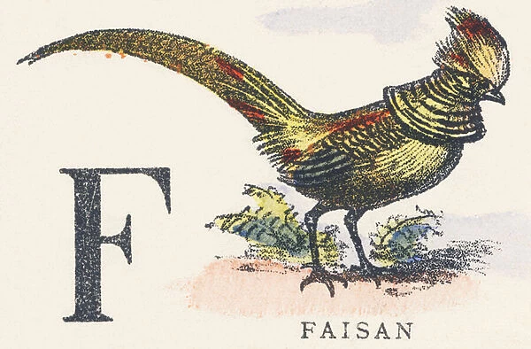 F: pheasant