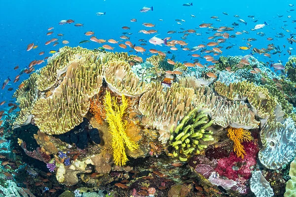 Coral reef scene filled with a great diversity of fish and coral life, near Alor, Indonesia