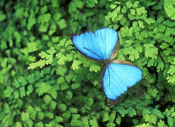 Blue Butterfly On A Plant