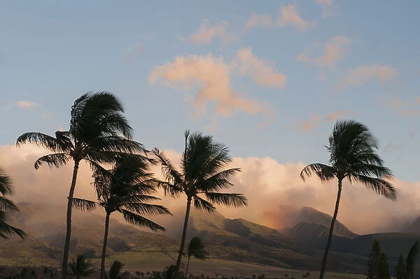 A Rainfall Dampens The Ridge With Palm Trees In The Foreground; Lahaina, Maui, Hawaii, United States Of America