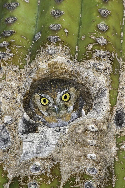 Elf Owl (Micrathene whitneyi) peering from nest hole in Saguaro cactus (Carnegiea gigantea)