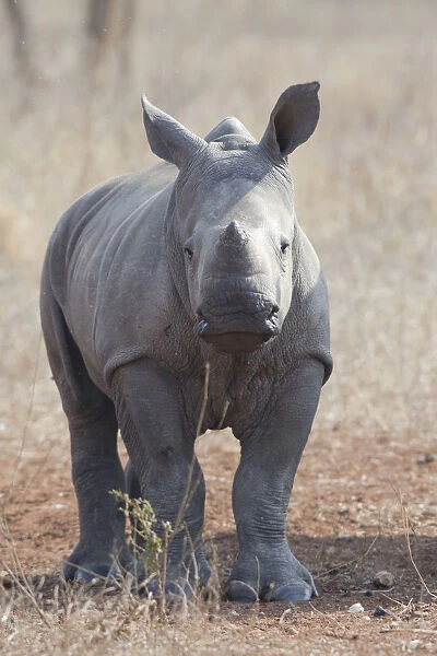 White Rhinoceros (Ceratotherium simum) calf standing in grassland, South Africa, Limpopo