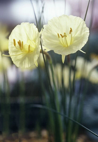 CS_2014. Narcissus romieuxii Treble Chance. Daffodil. Yellow subject