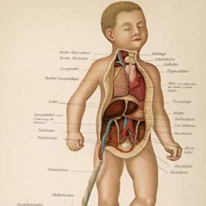 Anatomy / Child & Cord