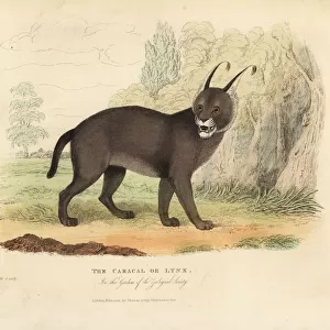 The Caracal or Lynx