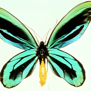 Ornithoptera alexandrae, Queen Alexandras birdwing butterfl