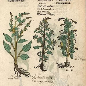 White beet, Beta vulgaris, and garden orache