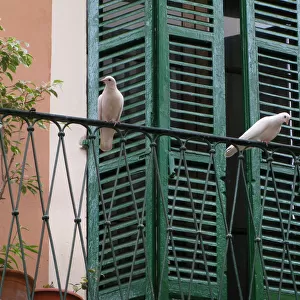 Two white doves on a balcony with green shutters, Palma