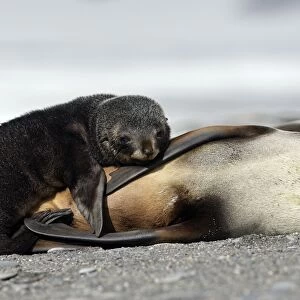 Antarctic Fur Seal - Salisbury Plain - South Georgia