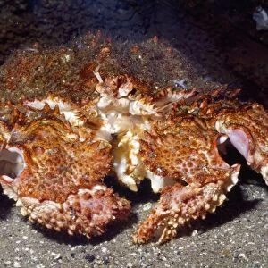 Box Crab Coastal Oregon USA