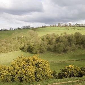 Cotswolds - Woodland and gorse on side of valley escarpment at Mickleton near Chipping Campden UK