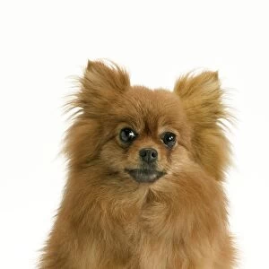 Dog - Pomeranian / dwarf German Spitz